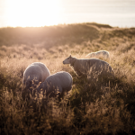 photo de moutons dans un pâturage d'herbes hautes au soleil couchant