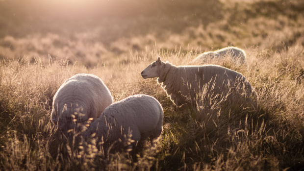 photo de moutons dans un pâturage d'herbes hautes au soleil couchant